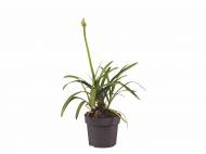 Agapanthe