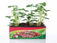 Barquette de 6 plants de fraisiers , prezzo 2.99 € per L&apos;unité ...