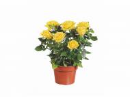 Rosier en pot