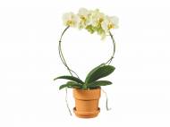 Orchidée torsade