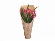 Orchidée « Happy »