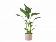 Plante verte en cache pot céramique