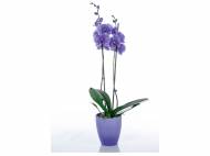 Orchidée couleur en pot céramique