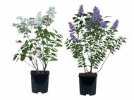 Lilas en pot