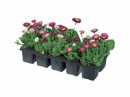 Barquette de plantations