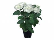 Hortensia