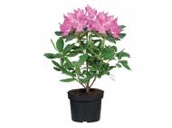 Rhododendron
