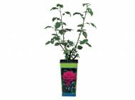 Rosier de jardin