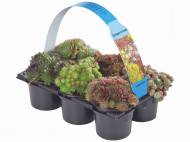 Sempervivum en vente