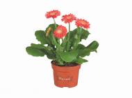 Gerbera