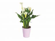 Calla en pot céramique