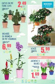 Fleurs et plantes pour décorer une maison