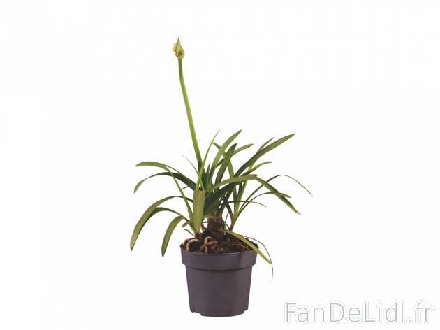 Agapanthe , prezzo 8.99 EUR  
Agapanthe    
-  &Oslash; : 17 cm
-  Hauteur : 65 cm