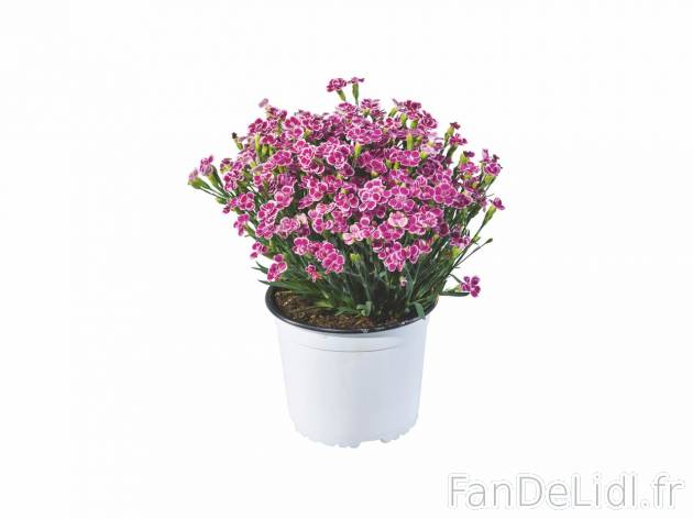 Œillet parfumé , prezzo 5.99 EUR 
Œillet parfumé 
- &Oslash; : 17 cm
- Hauteur ...