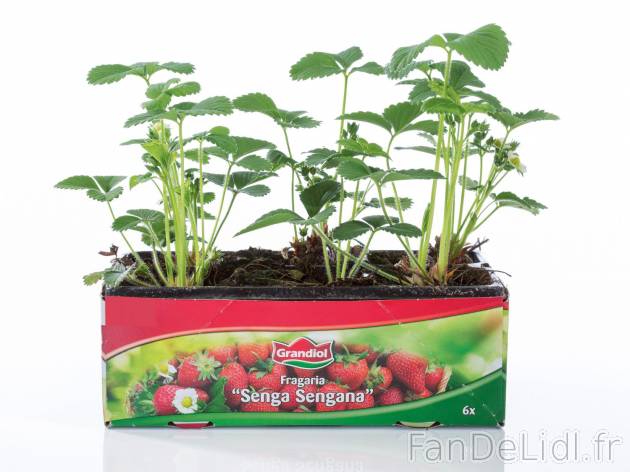 Barquette de 6 plants de fraisiers , prezzo 2.99 € per L&apos;unité au choix ...