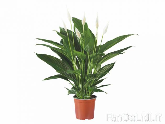 Spathiphyllum , prezzo 7.49 EUR 
Spathiphyllum 
- &Oslash; : 17 cm
- Hauteur ...
