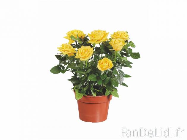 Rosier en pot , prezzo 3.99 EUR 
Rosier en pot 
- &Oslash; : 14 cm
- Hauteur ...