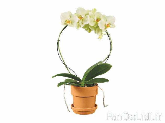 Orchidée torsade , prezzo 11.99 EUR 
Orchidée torsade 
- &Oslash; : 12 cm
- ...