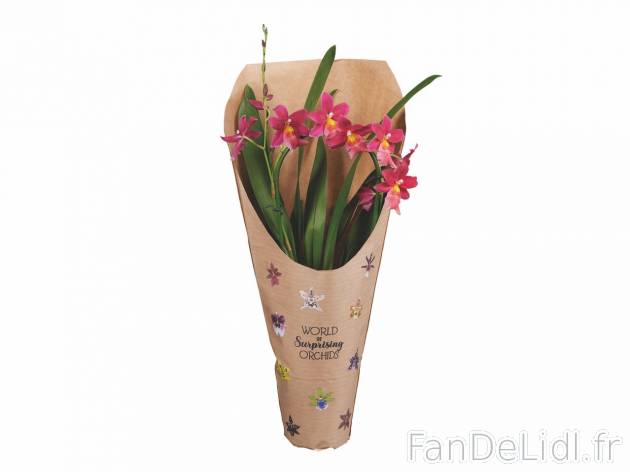 Orchidée « Happy » , prezzo 7.49 EUR 
Orchidée « Happy » 
- &Oslash; : ...
