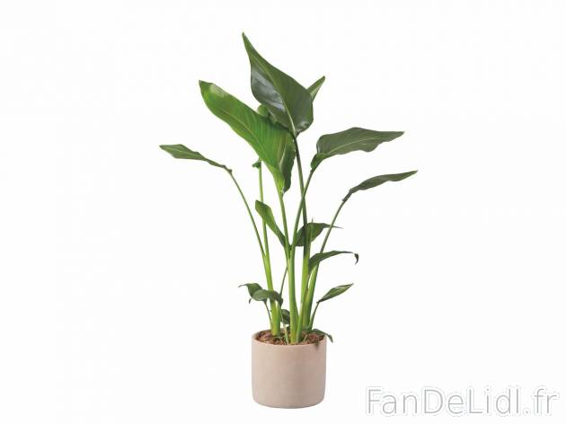 Plante verte en cache pot céramique , prezzo 19.99 EUR 
Plante verte en cache pot ...