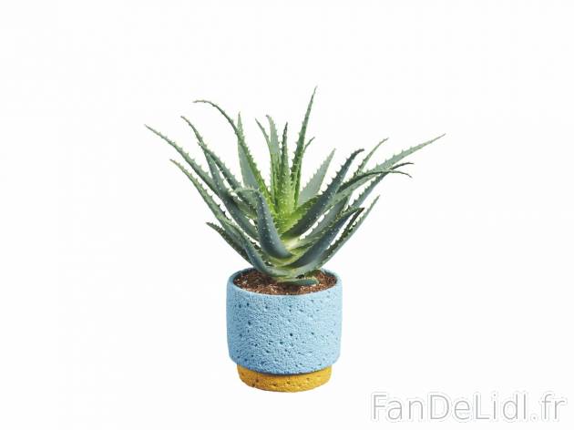 Aloé arborescens en pot céramique , prezzo 7.99 EUR 
Aloé arborescens en pot ...