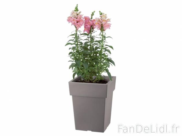 Pot pour plantes , prezzo 6.99 € per L&apos;unité au choix