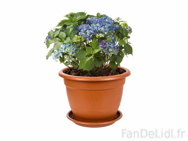 Pot de fleurs avec soucoupe , le prix 4.99 €  
-  Ø env. 45 cm
-  2 coloris au choix