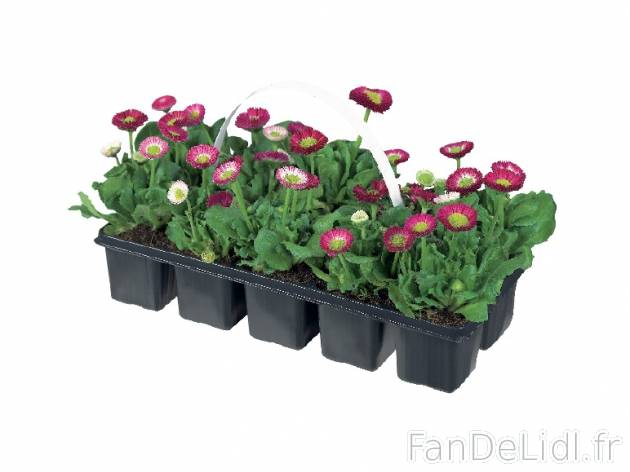 Barquette de plantations de printemps , prezzo 5.00 &#8364; per Les 3 barquettes ...
