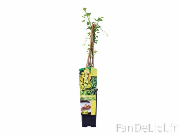 Arbuste fruitier , prezzo 2.99 &#8364; per L&apos;unité au choix 
- Hauteur ...