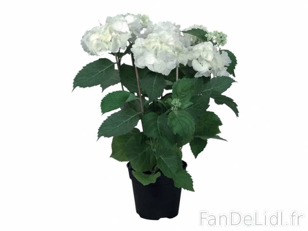 Hortensia , prezzo 4.99 € per L'unité au choix 
- Ø 14 cm 
- Hauteur ...