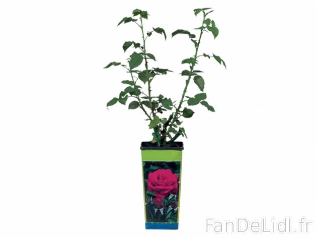Rosier de jardin , prezzo 2.99 € per L'unité au choix 
- Variétés ...