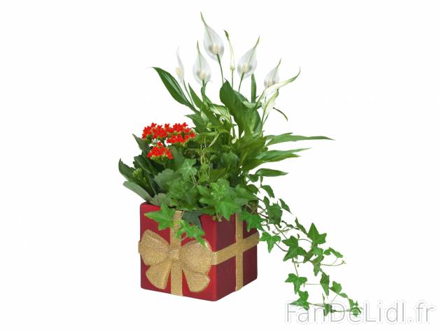 Plantes fleuries en pot Noël , le prix 4.99 &#8364; 
- Hauteur : 26 cm min.
- ...