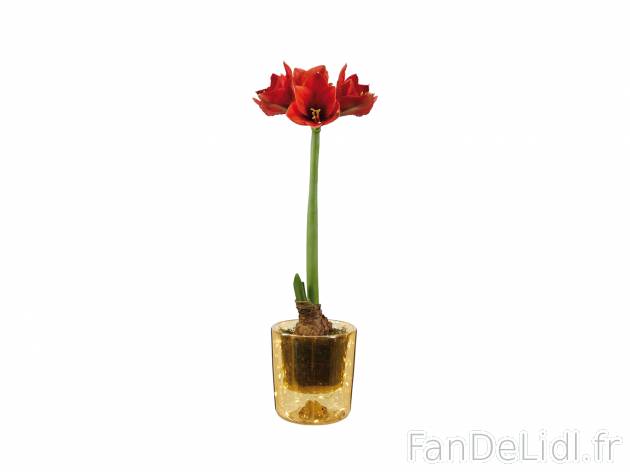 Amaryllis en pot lumineux , le prix 8.99 &#8364; 
- &oslash; 13 cm
- Hauteur ...