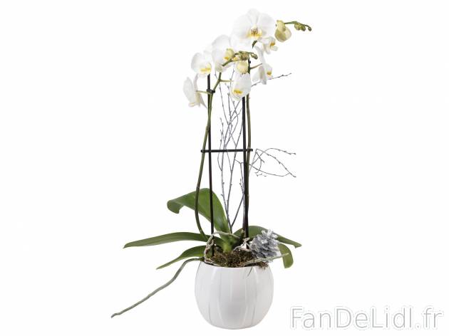 Orchidée de Noël , le prix 9.99 &#8364; 
- &oslash; 15 cm
- Hauteur : ...