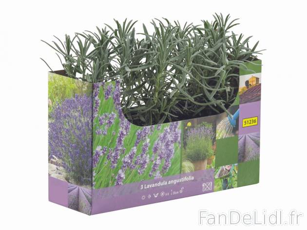 Barquette de Lavande , prezzo 2.81 EUR 
Barquette de Lavande 
- Longueur : 9,9 cm
- ...