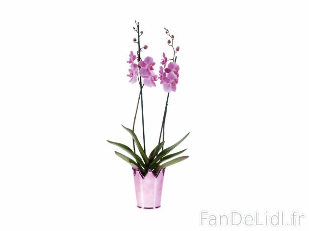 Orchidée en fête , le prix 8.99 &#8364; 
- &oslash; 14 cm
- Hauteur : ...