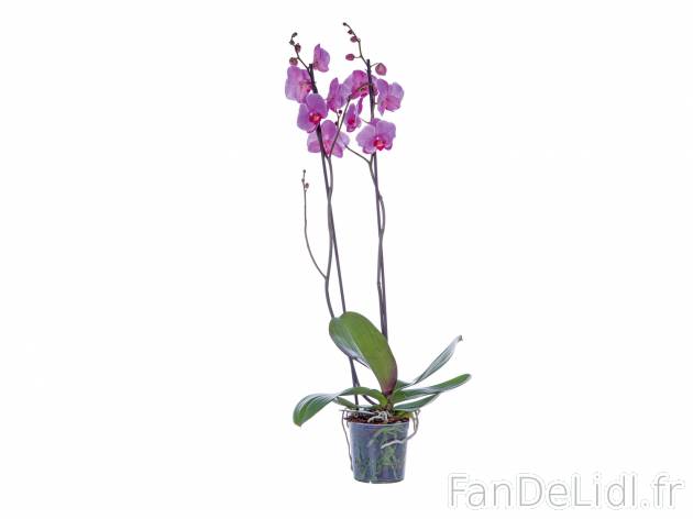 Orchidée 2 tiges , le prix 5.99 € 
- ø 12 cm
- Hauteur : 50 cm min.
Caractéristiques

- ...