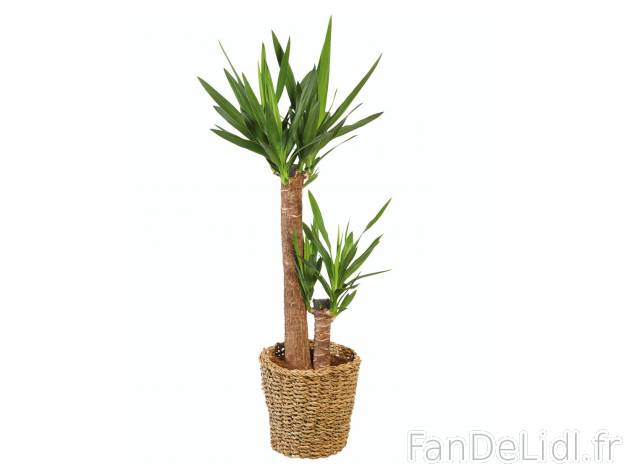 Grande plante verte XXL , le prix 19.99 € 
- ø 24 cm
- Hauteur : 70 cm min.
- ...