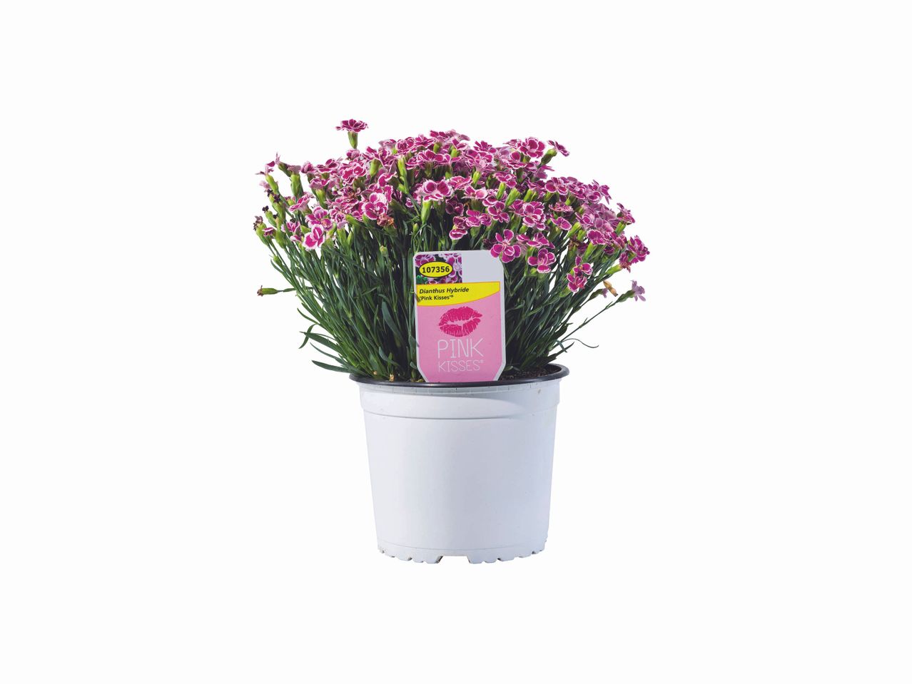 Œillet parfumé , prezzo 5.99 EUR
Œillet parfumé
- Ø : 17 cm
- Hauteur ...