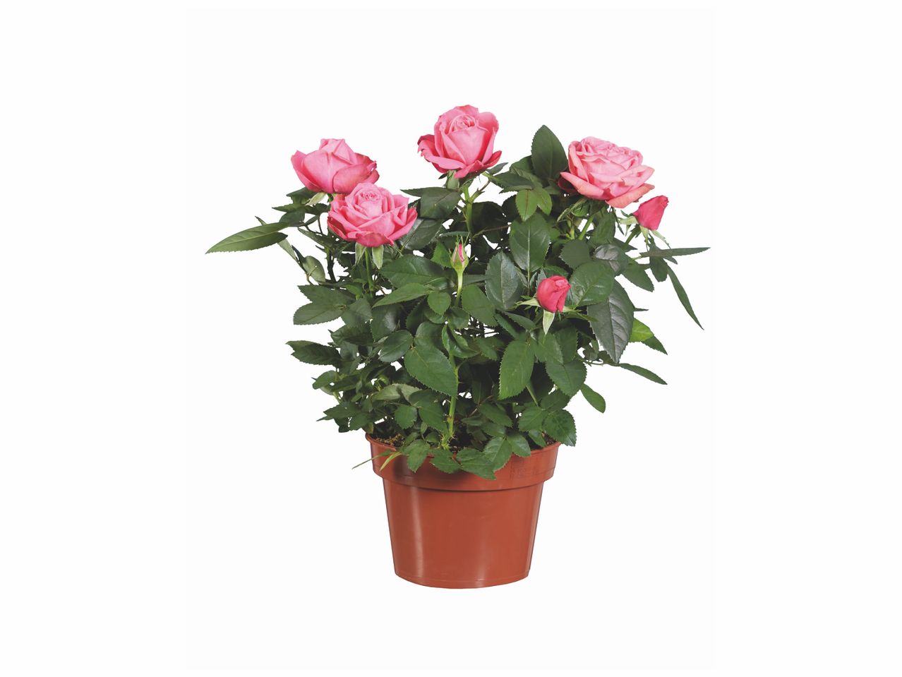 Rosier en pot , prezzo 3.99 EUR
Rosier en pot
- Ø : 14 cm
- Hauteur ...
