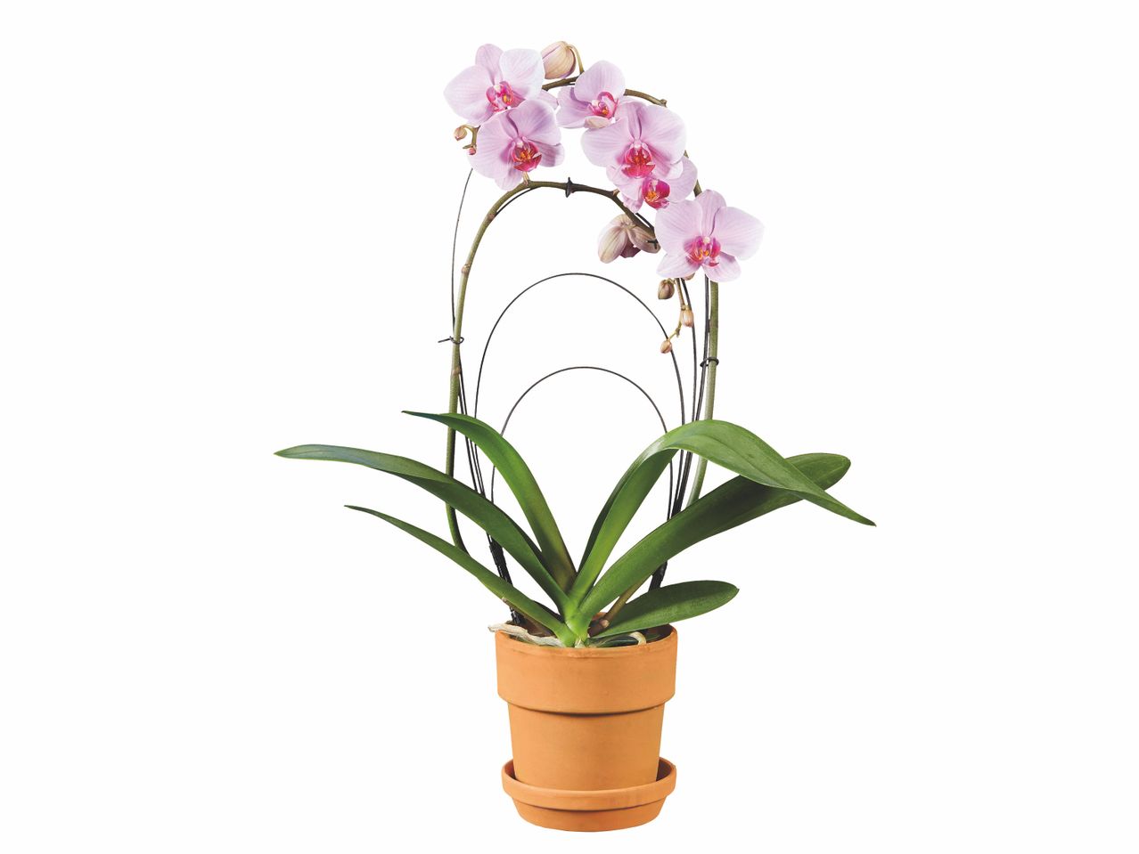 Orchidée torsade , prezzo 11.99 EUR
Orchidée torsade
- Ø : 12 cm
- ...