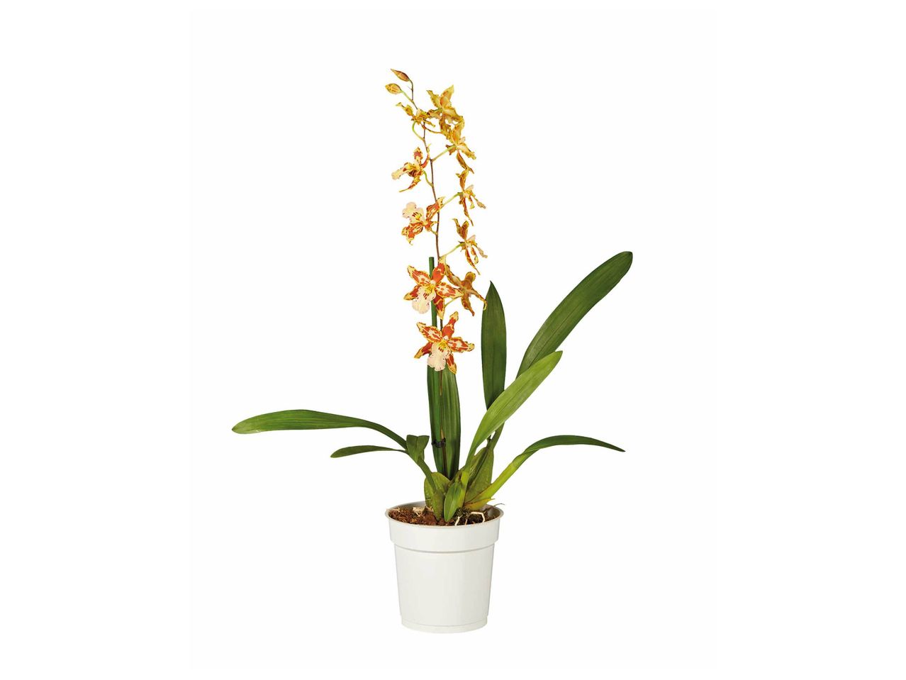 Orchidée « Happy » , prezzo 7.49 EUR
Orchidée « Happy »
- Ø : ...