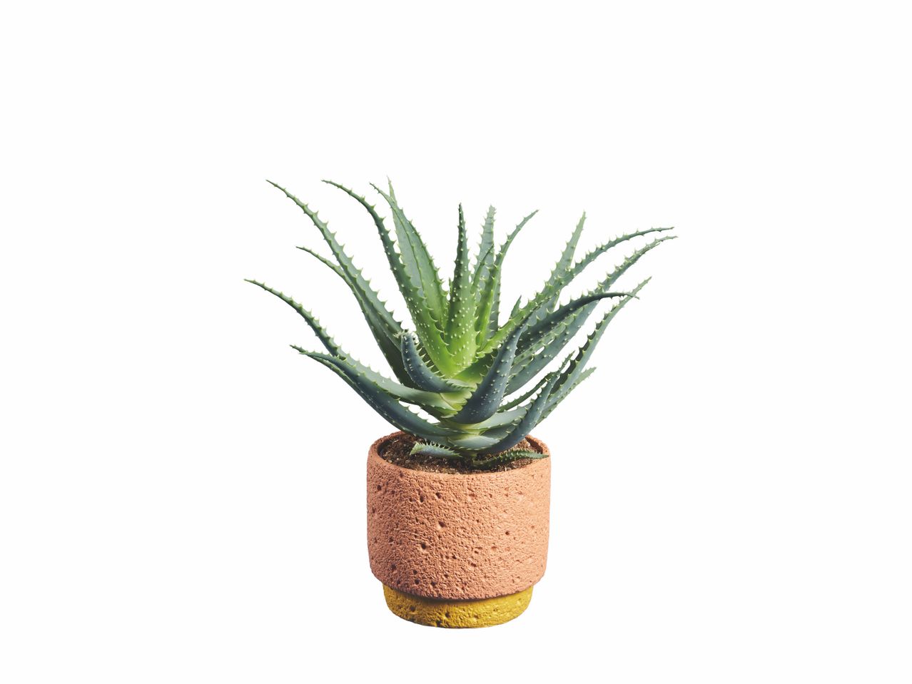 Aloé arborescens en pot céramique , prezzo 7.99 EUR
Aloé arborescens en pot ...