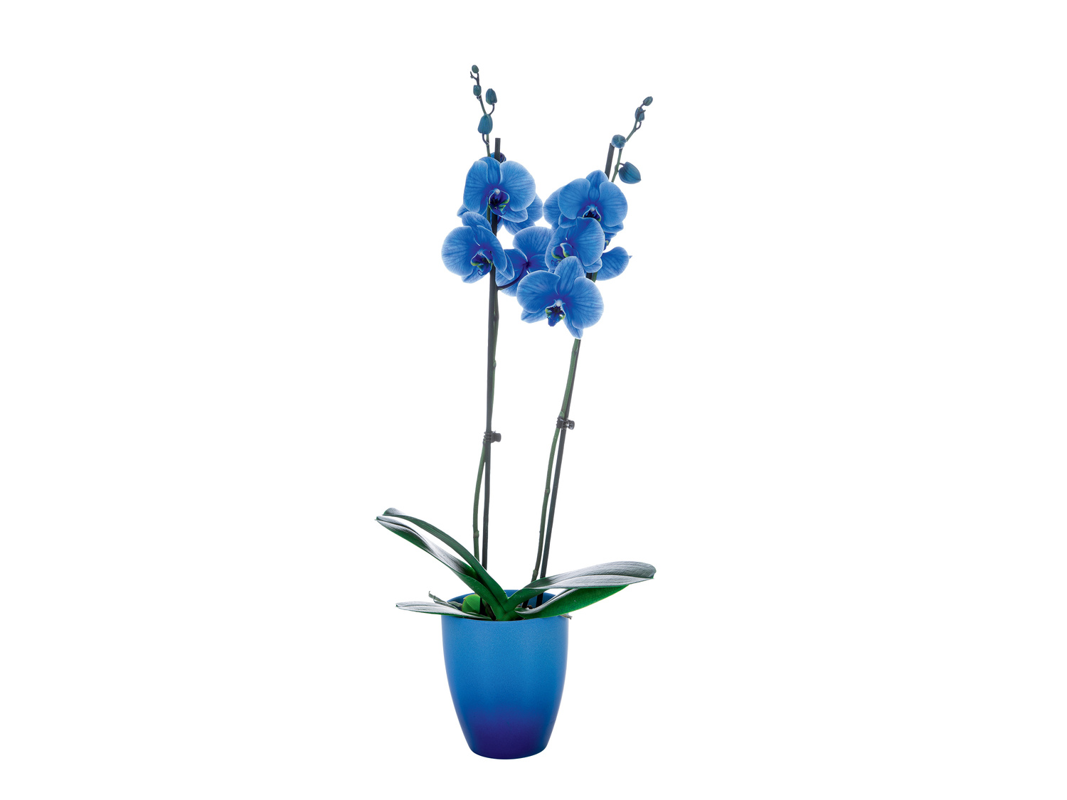Orchidée couleur en pot céramique , le prix 12.99 € 
- ø 12 cm
- Hauteur ...