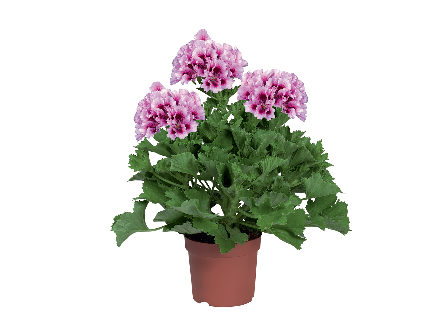 Pelargonium grandiflorum , le prix 1.29 € 
- Les 2 plantes au choix : 3,78 € ...