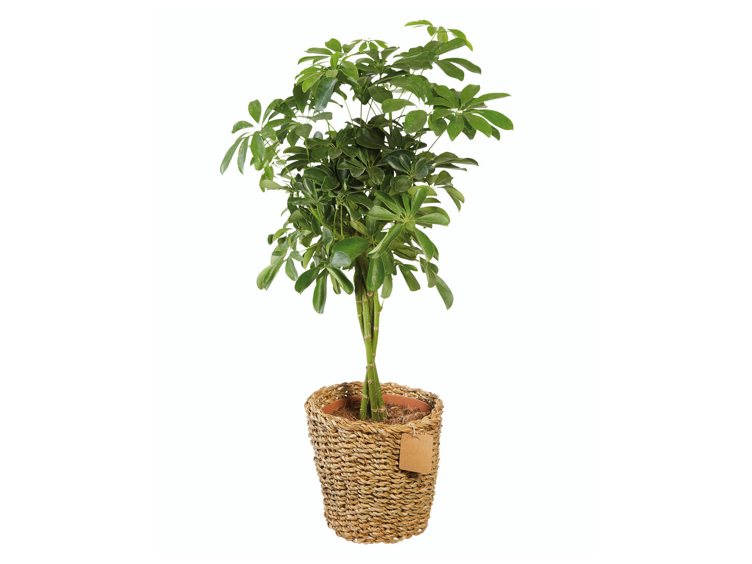 Grande plante verte XXL , le prix 19.99 € 
- ø 24 cm
- Hauteur : 70 cm min.
- ...