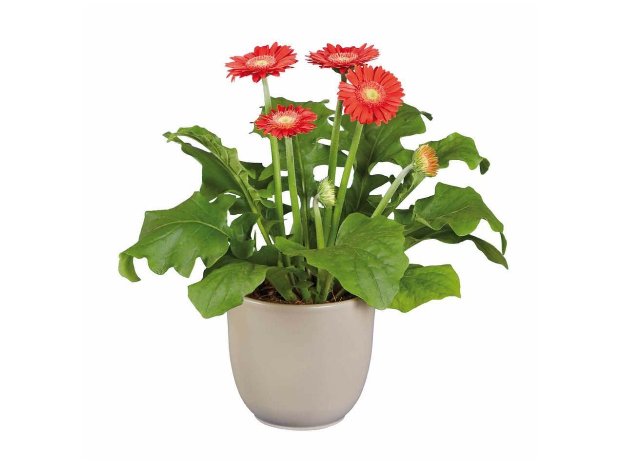 Gerbera , prezzo 2.49 EUR
Gerbera
- Ø : 12 cm
- Hauteur : 22 cm