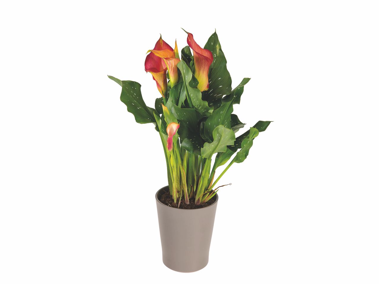 Calla en pot céramique , prezzo 5.99 EUR
Calla en pot céramique
- Ø ...