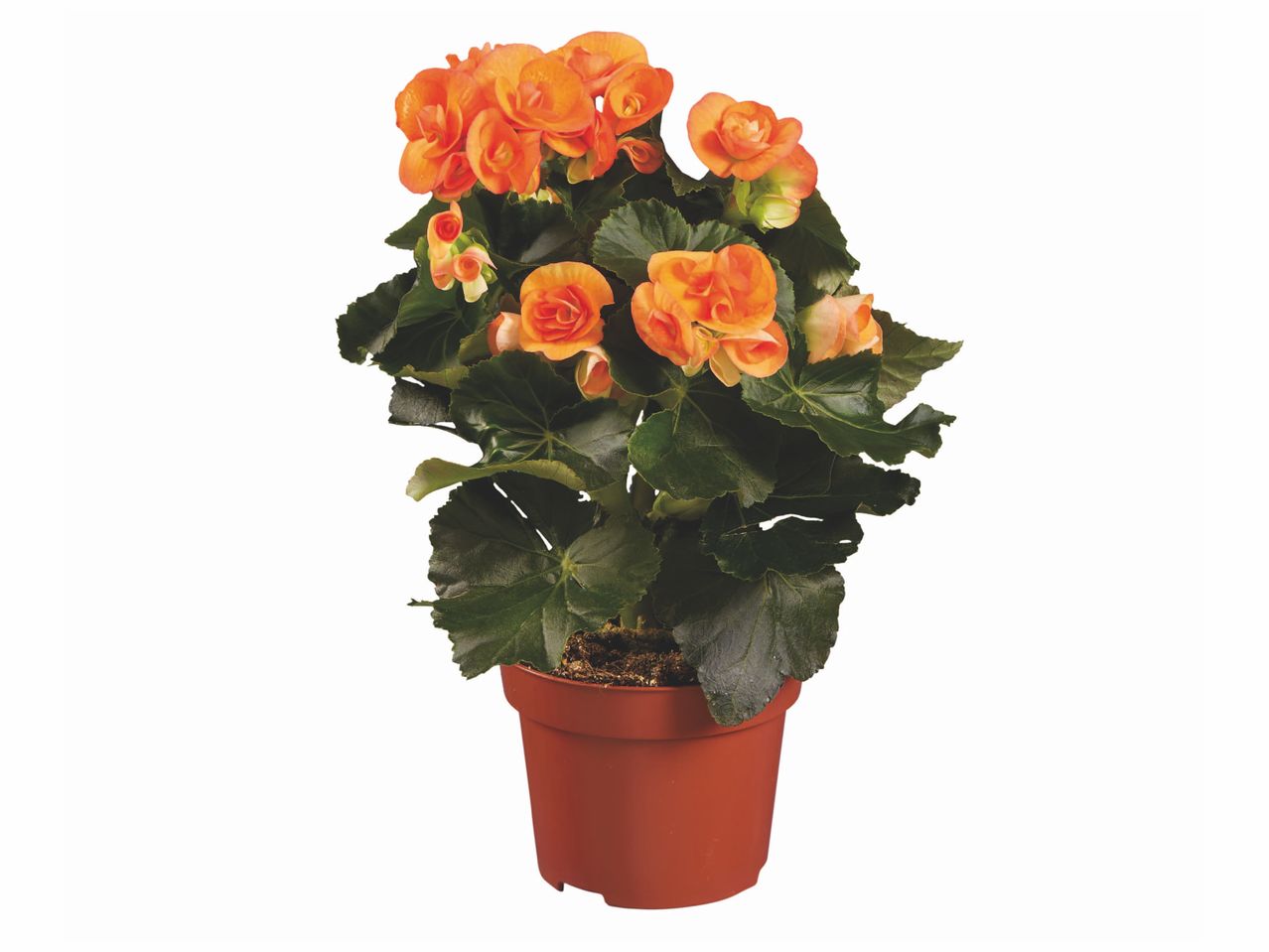 Bégonia en vente , prezzo 2.37 EUR
Bégonia
- La plante : 2,79 €
- Les ...