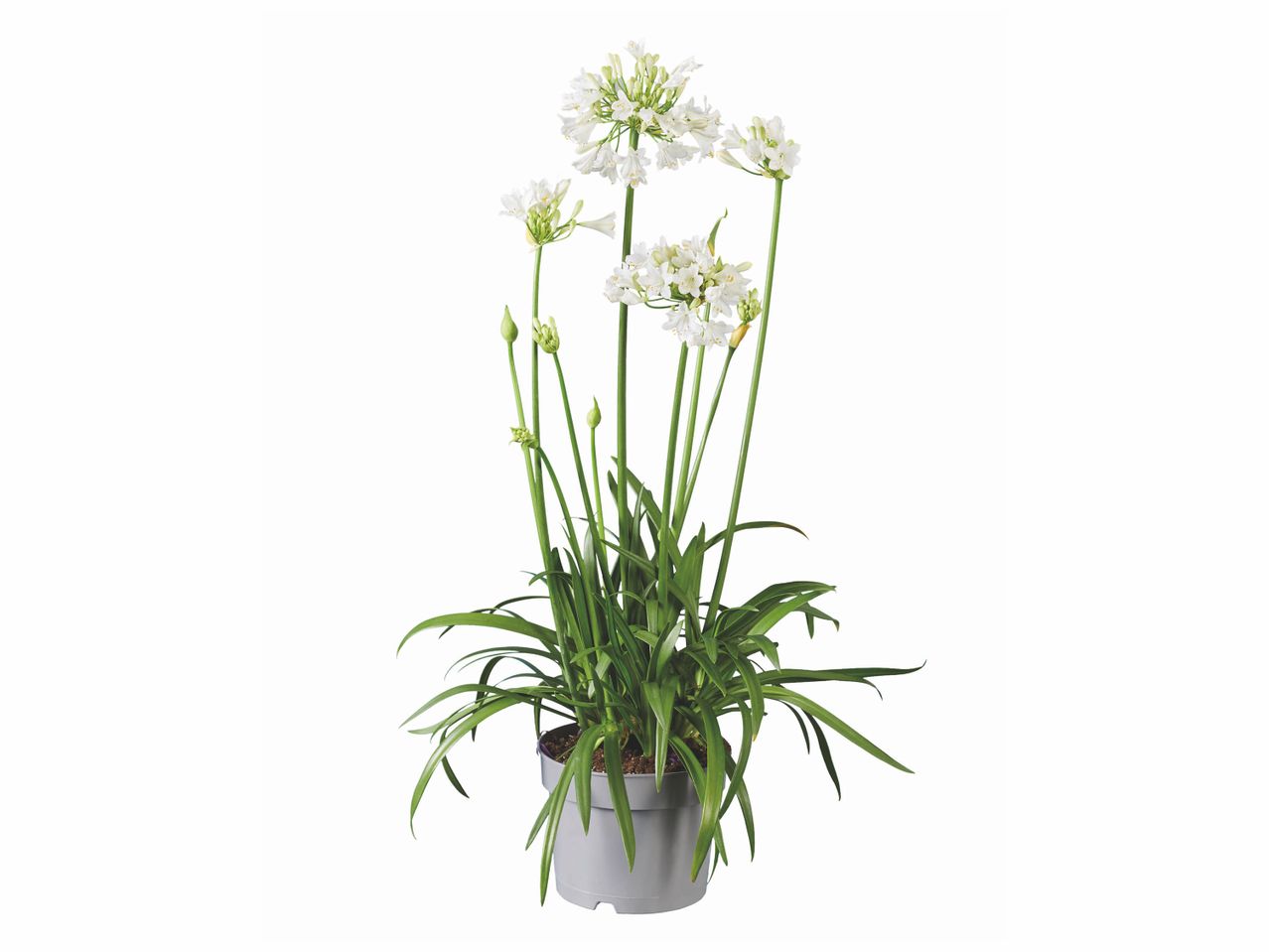 Agapanthe , prezzo 8.99 EUR
Agapanthe
- Ø : 17 cm
- Hauteur : 65 cm